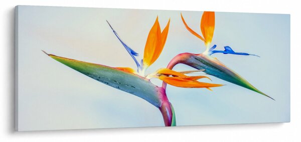Slika cvijeta Strelicije (120x50 cm)