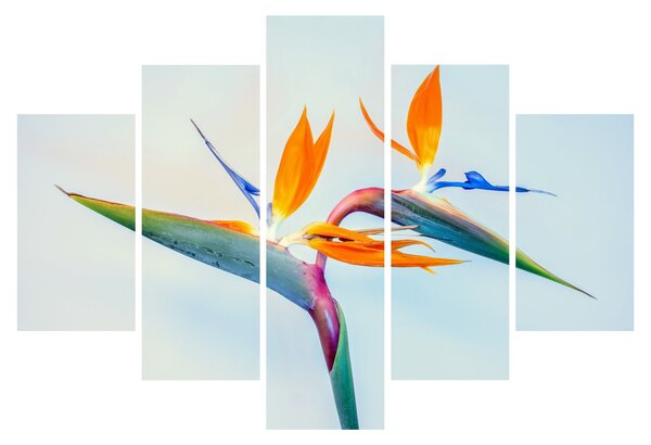 Slika cvijeta Strelicije (150x105 cm)