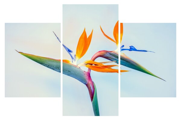 Slika cvijeta Strelicije (90x60 cm)