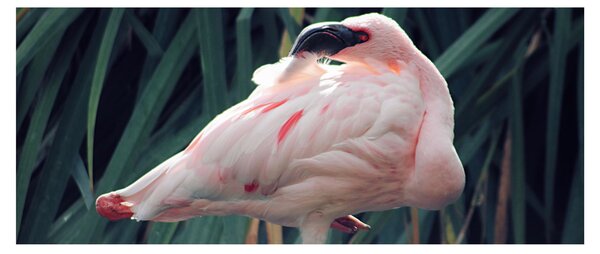 Slika - Flamingo (120x50 cm)