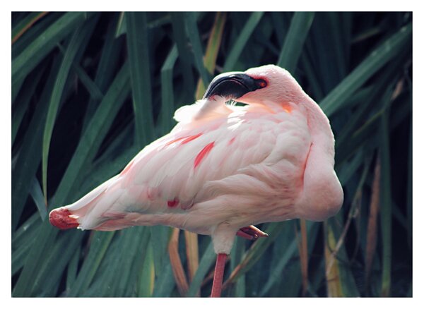 Slika - Flamingo (70x50 cm)