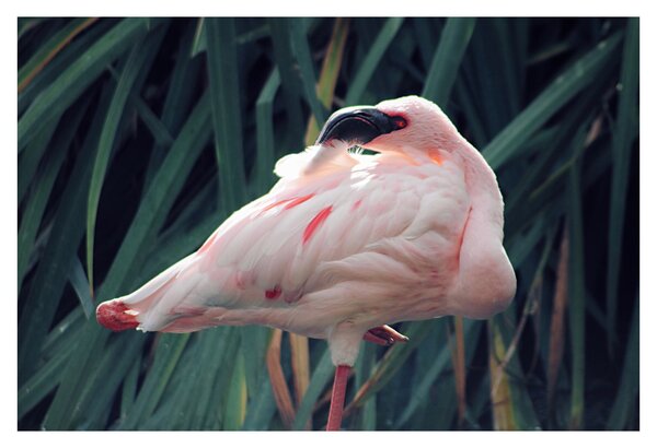 Slika - Flamingo (90x60 cm)