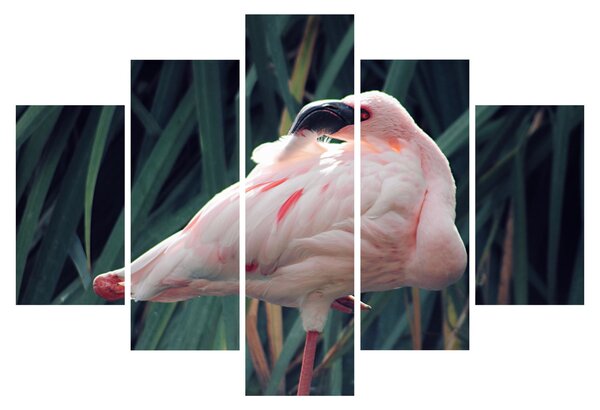 Slika - Flamingo (150x105 cm)
