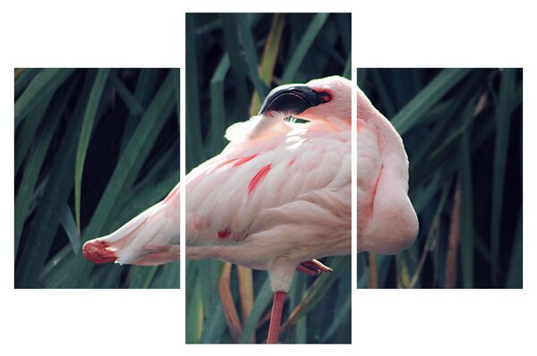 Slika - Flamingo (90x60 cm)
