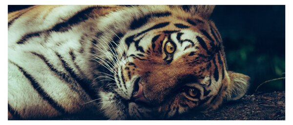 Slika - Sibirski tigar (120x50 cm)