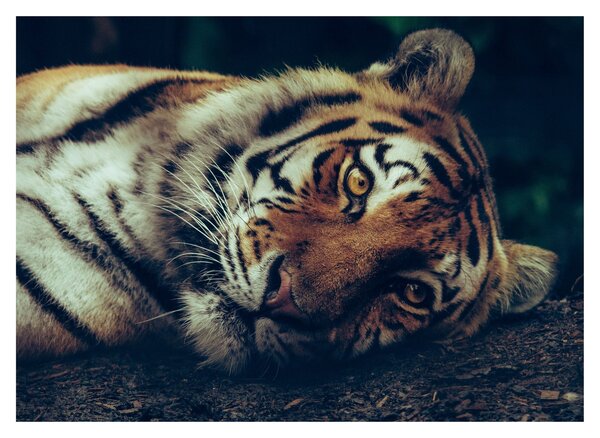 Slika - Sibirski tigar (70x50 cm)