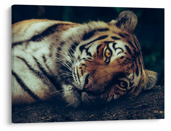 Slika - Sibirski tigar (70x50 cm)