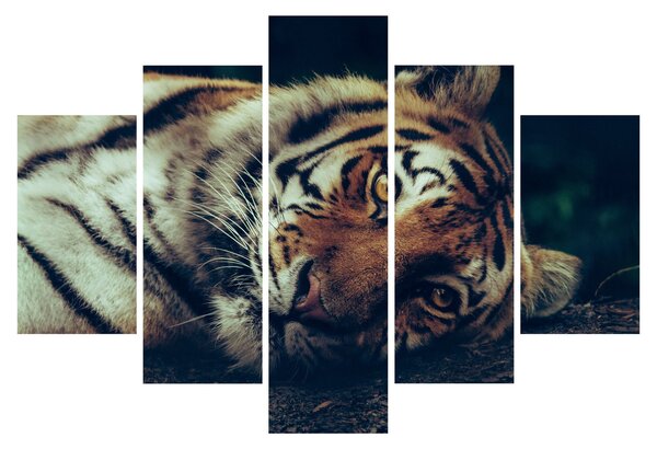 Slika - Sibirski tigar (150x105 cm)