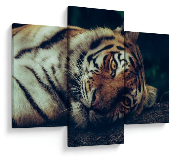 Slika - Sibirski tigar (90x60 cm)