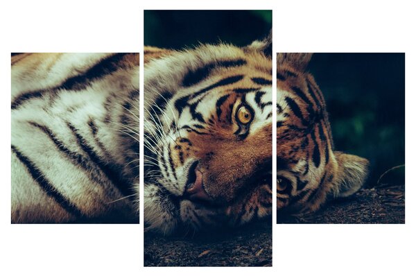 Slika - Sibirski tigar (90x60 cm)