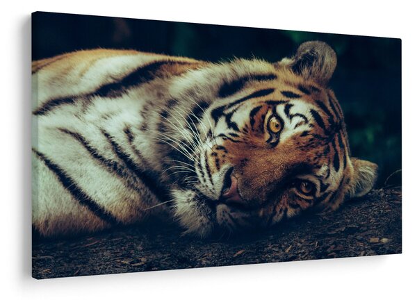 Slika - Sibirski tigar (90x60 cm)