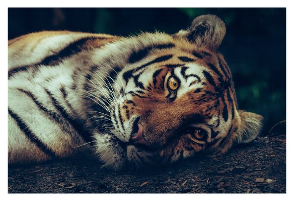 Slika - Sibirski tigar (90x60 cm)