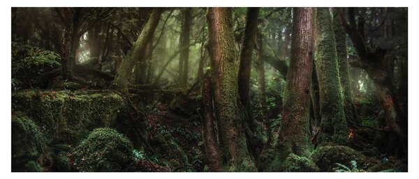 Slika - Tajanstvena šuma (120x50 cm)