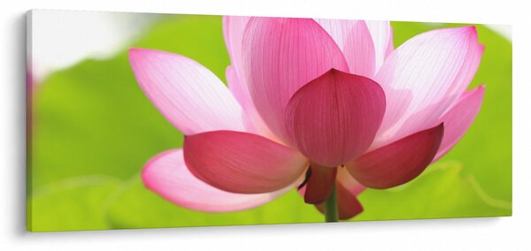 Slika cvijeta lotosa (120x50 cm)