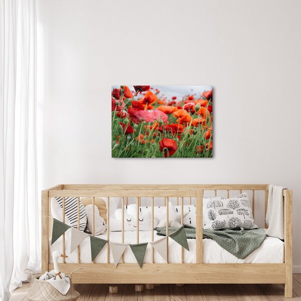 Slika polja maka (70x50 cm)