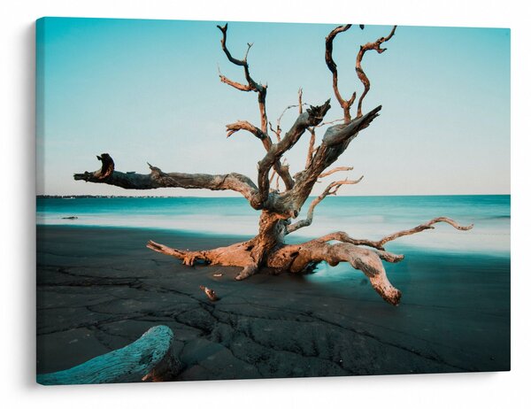 Slika - Naplavine na plaži (70x50 cm)