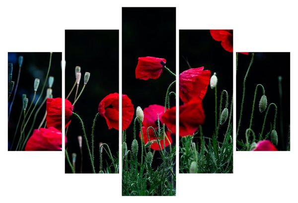 Slika - Ples makova (150x105 cm)