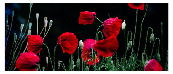 Slika - Ples makova (120x50 cm)