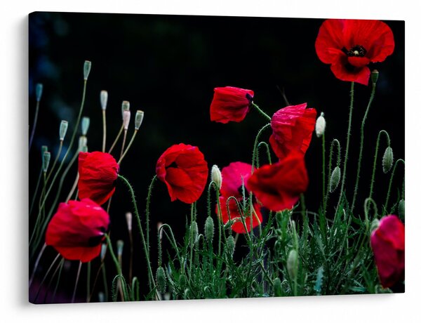 Slika - Ples makova (70x50 cm)
