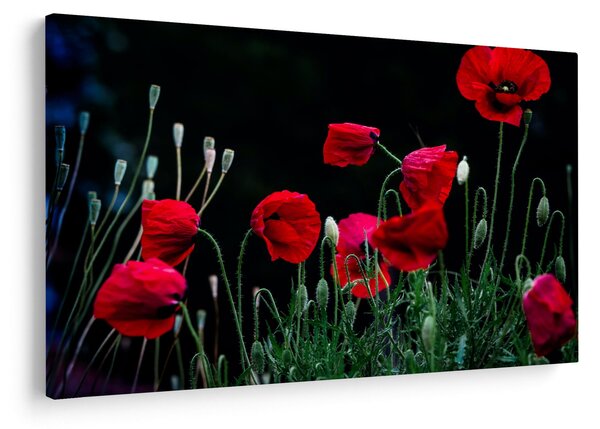 Slika - Ples makova (90x60 cm)