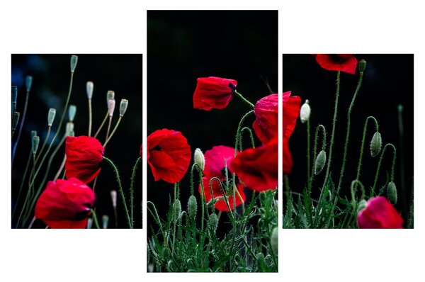 Slika - Ples makova (90x60 cm)