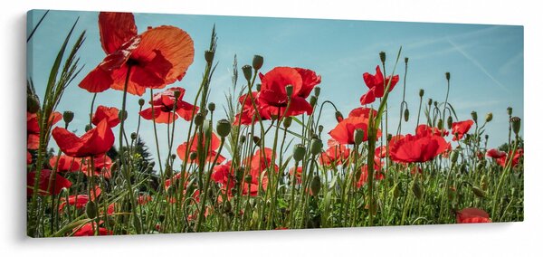 Slika - Na polju makova (120x50 cm)