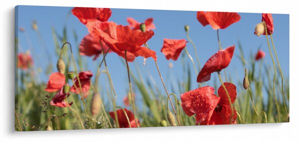 Slika - makovi (120x50 cm)