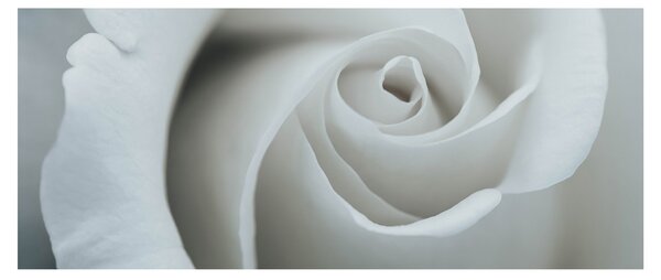 Slika - Bijela ruža (120x50 cm)