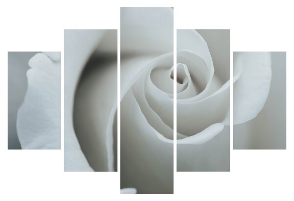 Slika - Bijela ruža (150x105 cm)