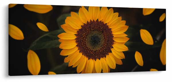 Slika - Suncokreti i latice cvijeta (120x50 cm)