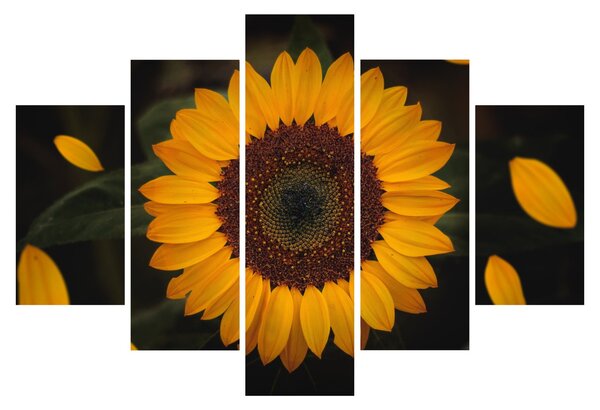 Slika - Suncokreti i latice cvijeta (150x105 cm)