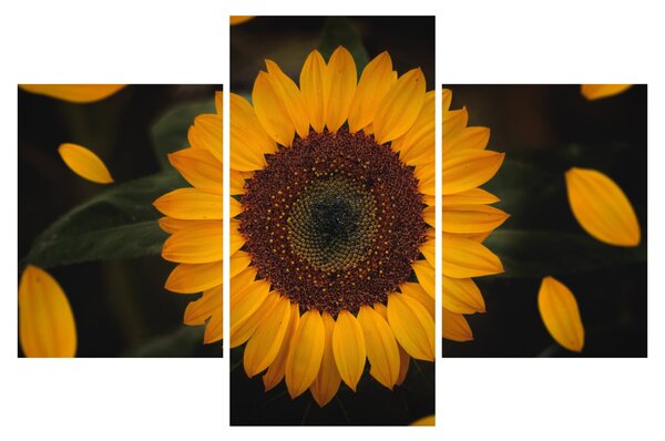 Slika - Suncokreti i latice cvijeta (90x60 cm)