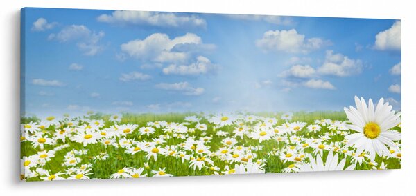 Slika procvjetale livade s tratinčicama (120x50 cm)