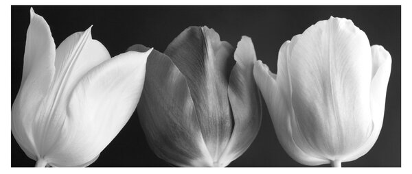 Slika - Crno-bijeli cvjetovi tulipana (120x50 cm)