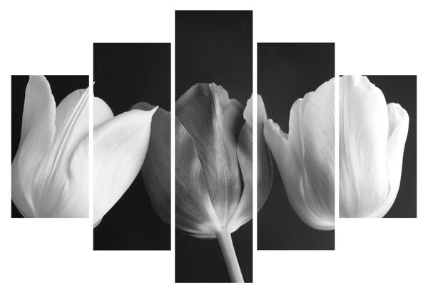 Slika - Crno-bijeli cvjetovi tulipana (150x105 cm)