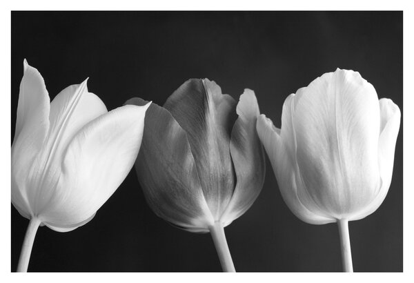 Slika - Crno-bijeli cvjetovi tulipana (90x60 cm)