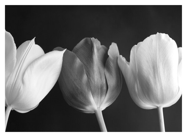 Slika - Crno-bijeli cvjetovi tulipana (70x50 cm)