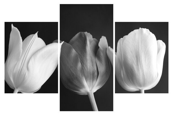 Slika - Crno-bijeli cvjetovi tulipana (90x60 cm)