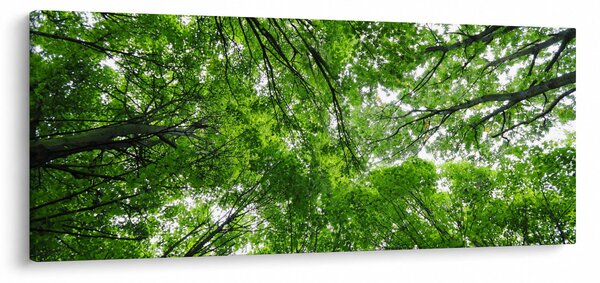 Slika - Pogled u krošnje drveća (120x50 cm)