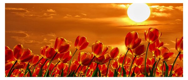 Slika cvatućeg polja s tulipanima (120x50 cm)