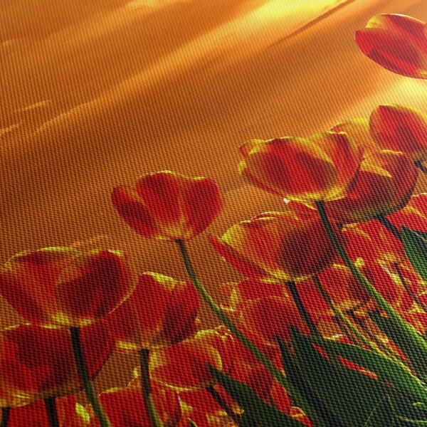 Slika cvatućeg polja s tulipanima (70x50 cm)