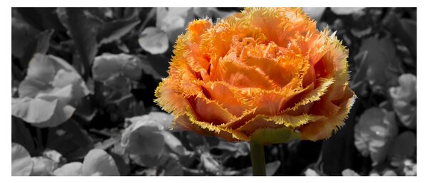 Slika cvijeta (120x50 cm)