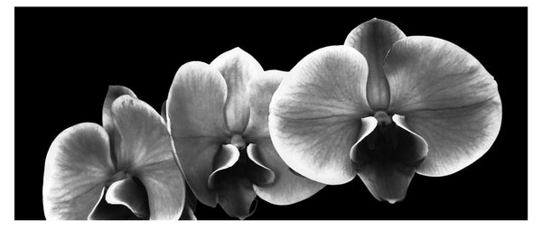 Slika cvijeta orhideje (120x50 cm)