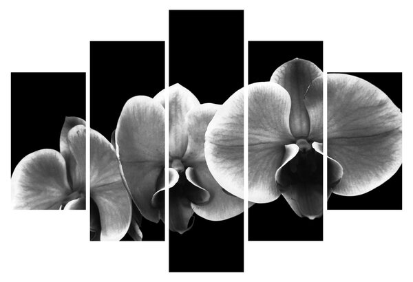 Slika cvijeta orhideje (150x105 cm)