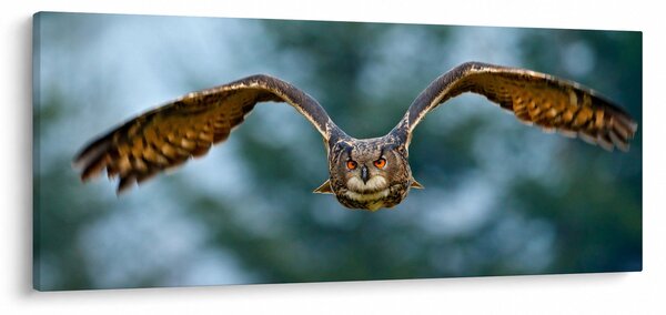 Slika - Sova u letu (120x50 cm)