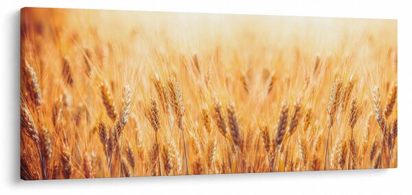 Slika - polje sa žitom (120x50 cm)