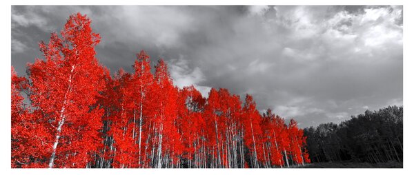Slika - Drveće u jesenskim bojama (120x50 cm)