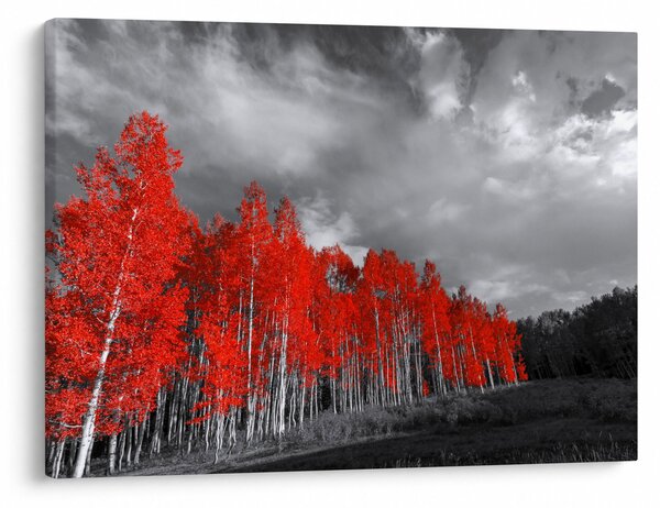 Slika - Drveće u jesenskim bojama (70x50 cm)