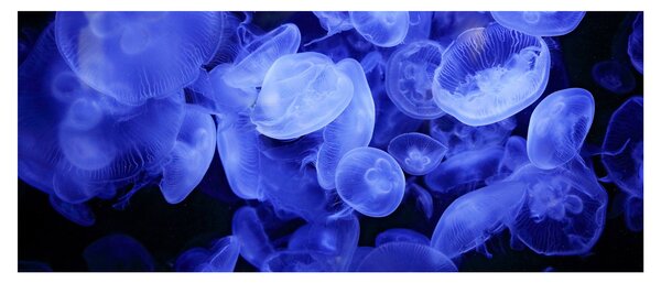 Slika - Meduze (120x50 cm)