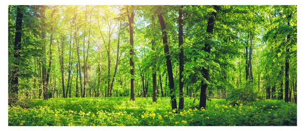 Slika - Proljetna listopadna šuma (120x50 cm)